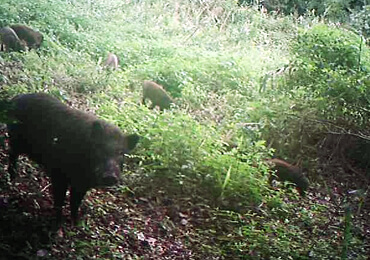 銚子市におけるイノシシ・アライグマの生息状況調査と被害対策