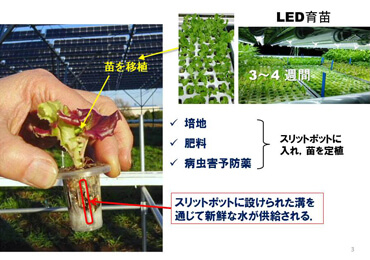 図2.低コストLED育苗とEZ水耕用スリットポット定植((株)セプトアグリ)