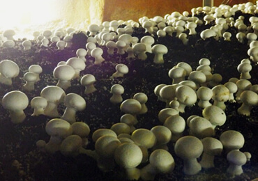 マッシュルームの菌床栽培の状況