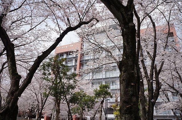 桜のキャンパス