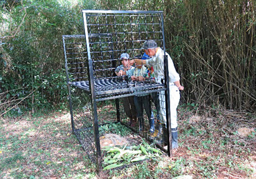 銚子市におけるイノシシ・アライグマの生息状況調査と被害対策